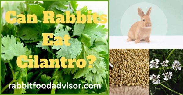 can rabbits eat cilantro
