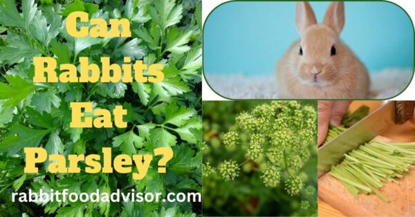 can rabbits eat parsley