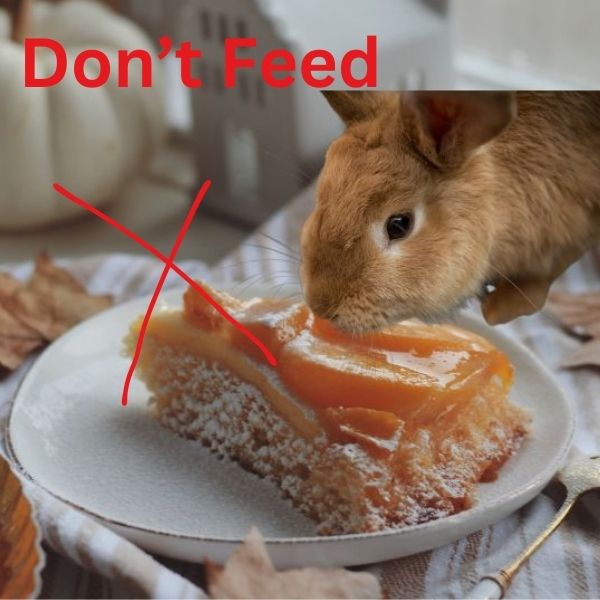 don't feed pie to your rabbit.