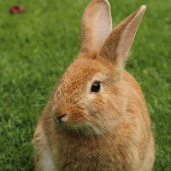 brown rabbit image