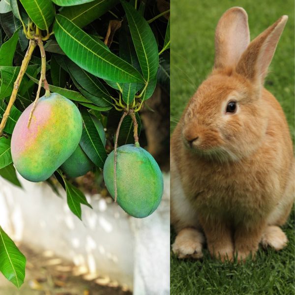 mango tree and rabbit image