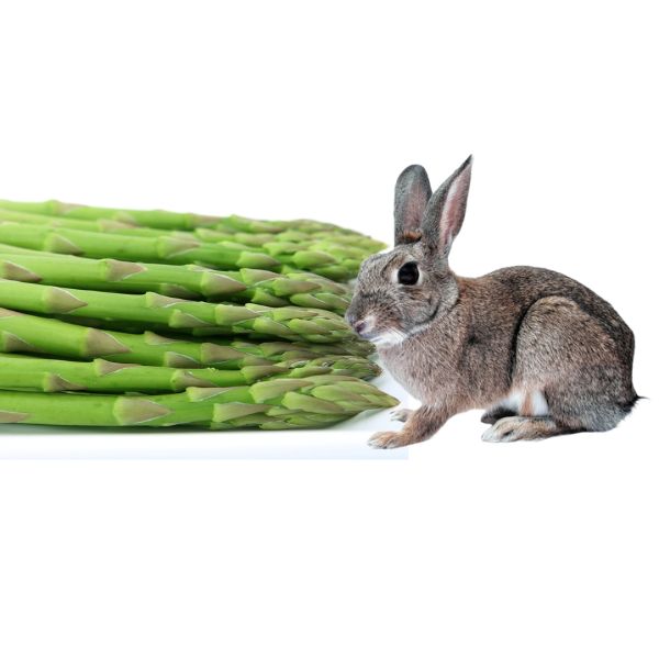 rabbit eating raw asparagus