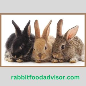 three rabbits image