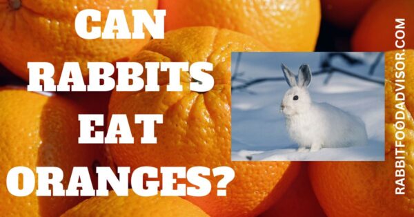 can rabbits eat oranges