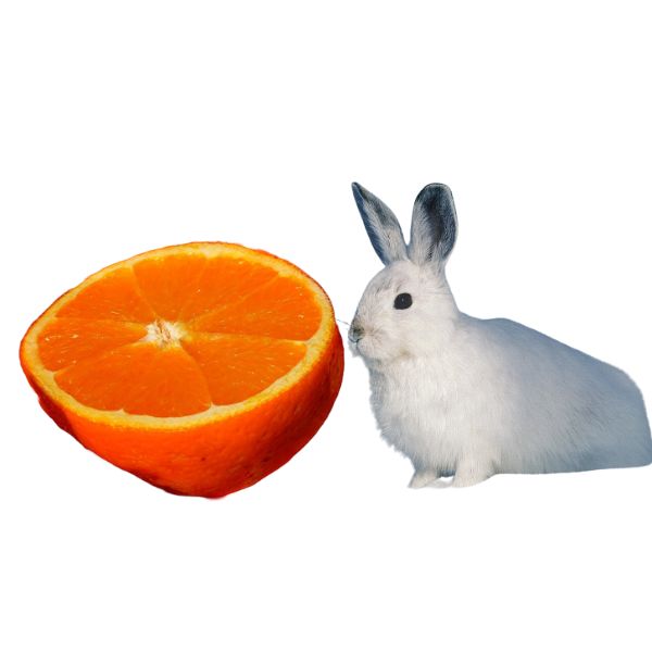 rabbit eating orange