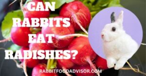 can rabbits eat radishes