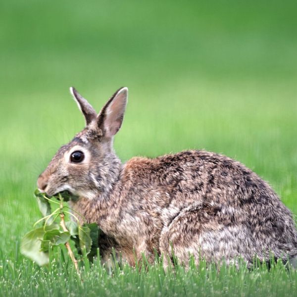 rabbit eating leaves