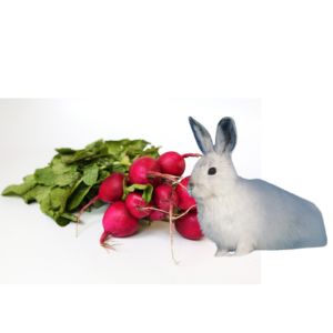 rabbit eating radishes image