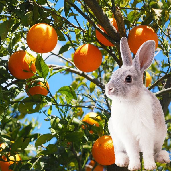 rabbit with orange tree