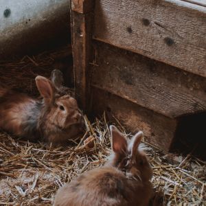 rabbits resting image
